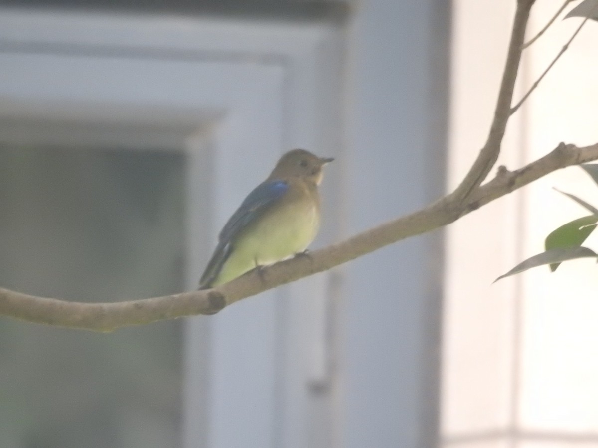 Blue-and-white Flycatcher - ML492275291