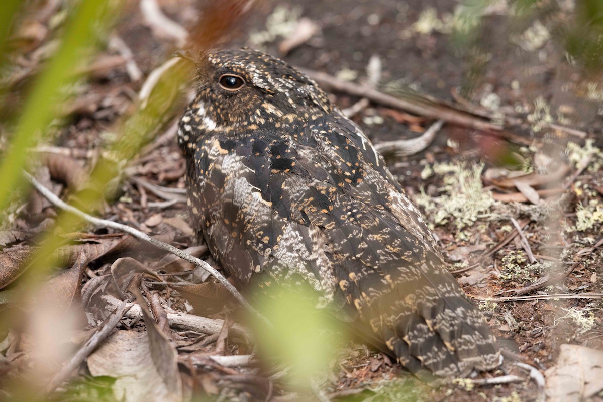 Blackish Nightjar - Eric VanderWerf