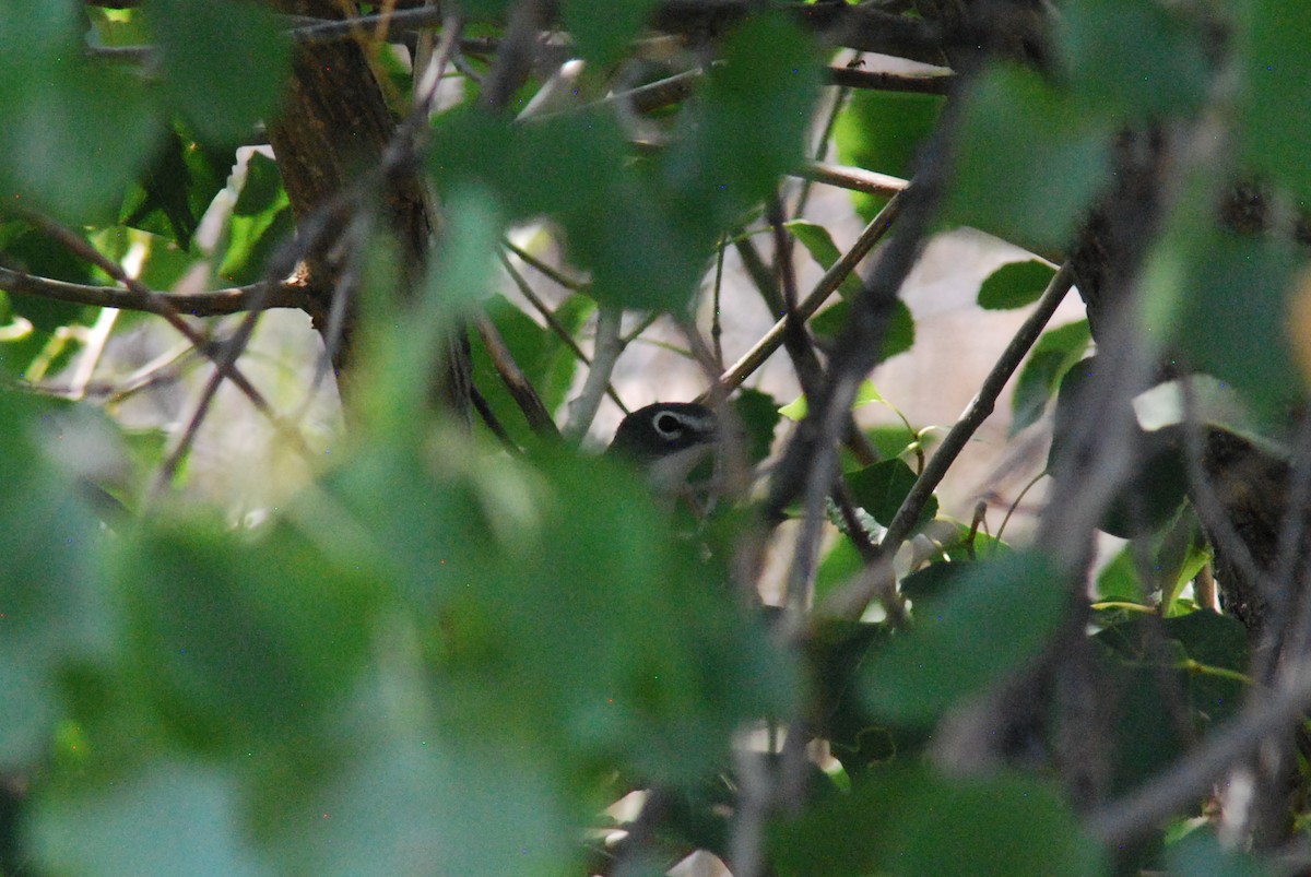 Vireo Solitario - ML492277521