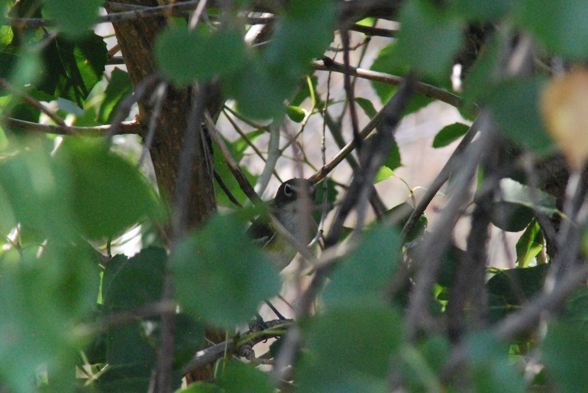 Vireo Solitario - ML492277531