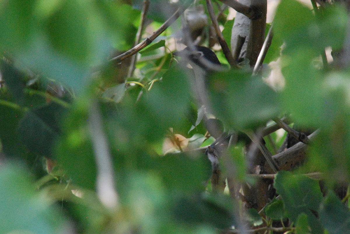 Vireo Solitario - ML492277541