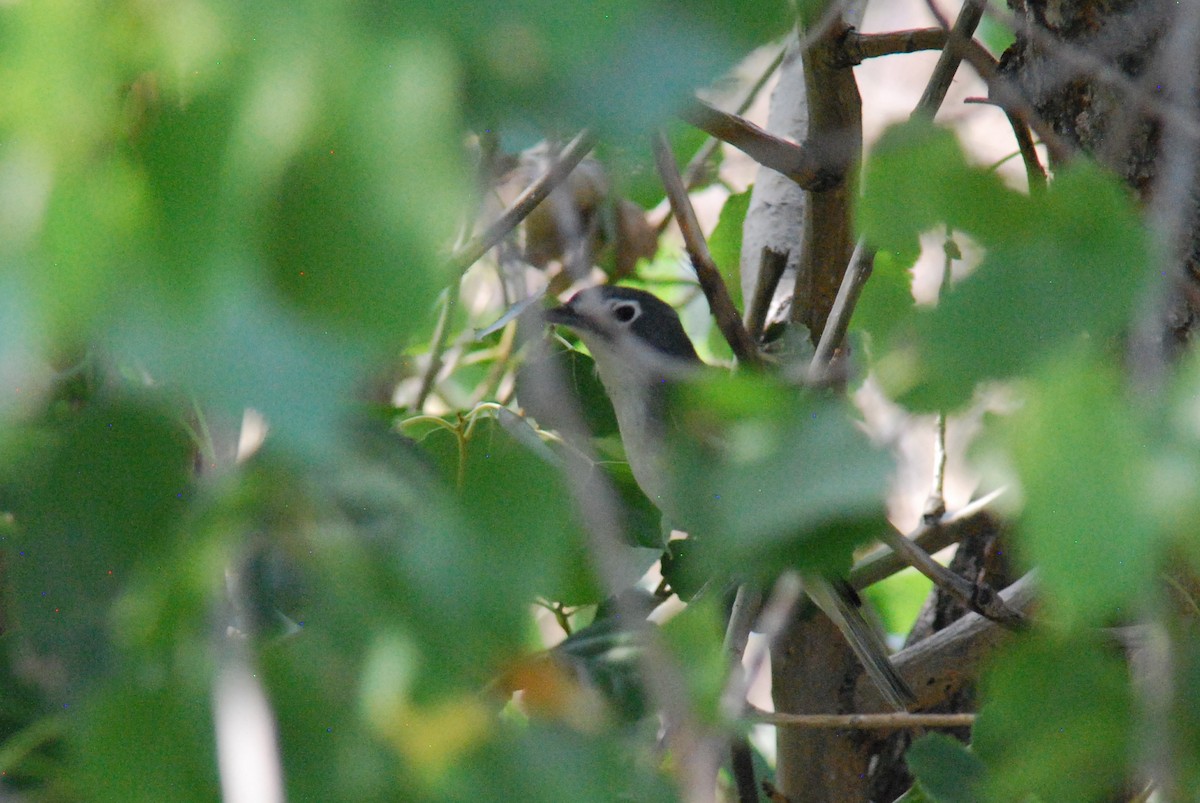 Vireo Solitario - ML492277551