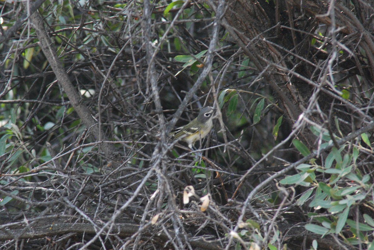 Vireo Solitario - ML492277561