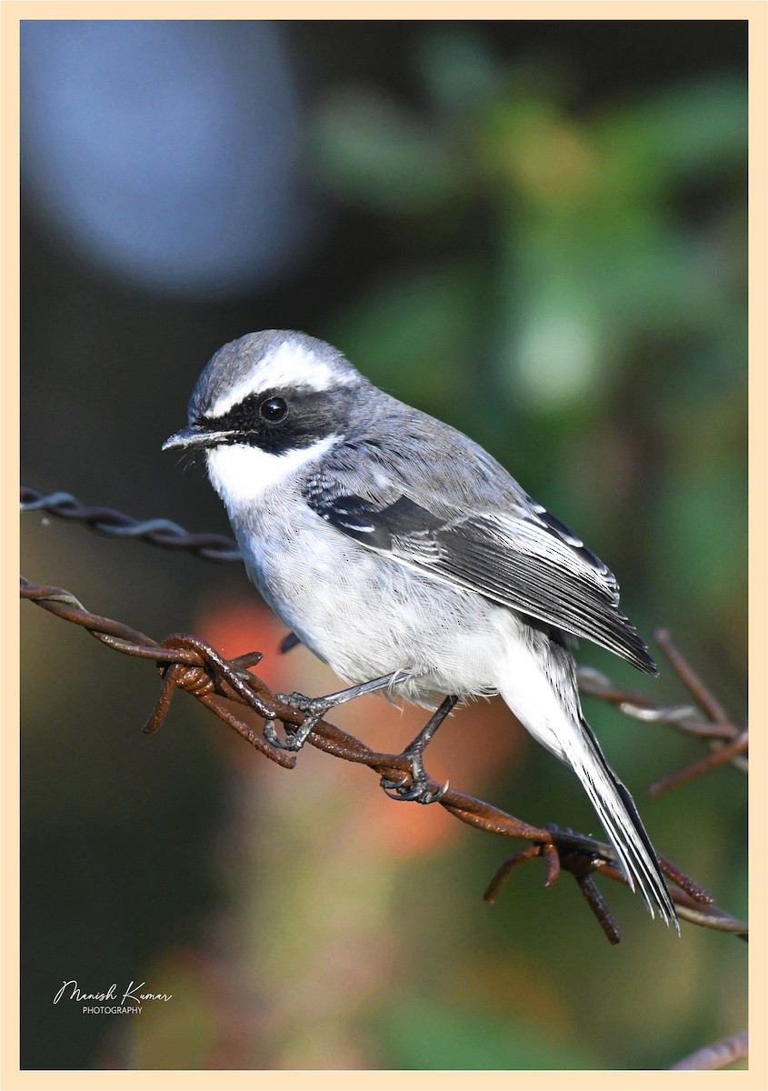 Gray Bushchat - ML492277621