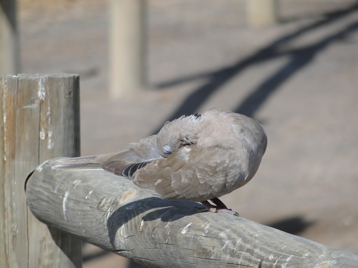 eBird Checklist - 26 Jul 2014 - Playa del Matorral - 3 species