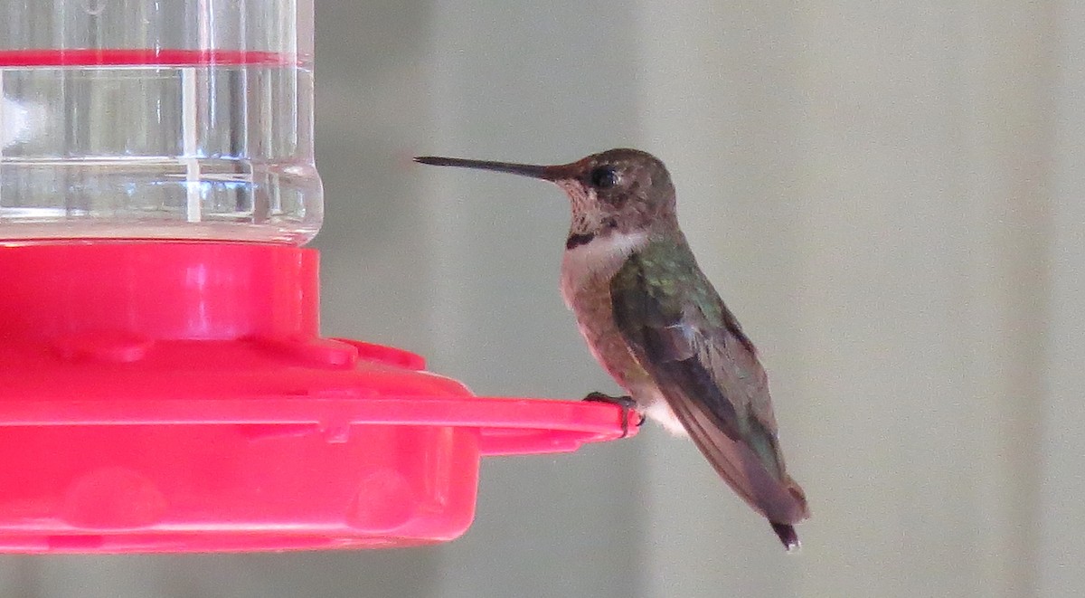 Black-chinned Hummingbird - ML49227781