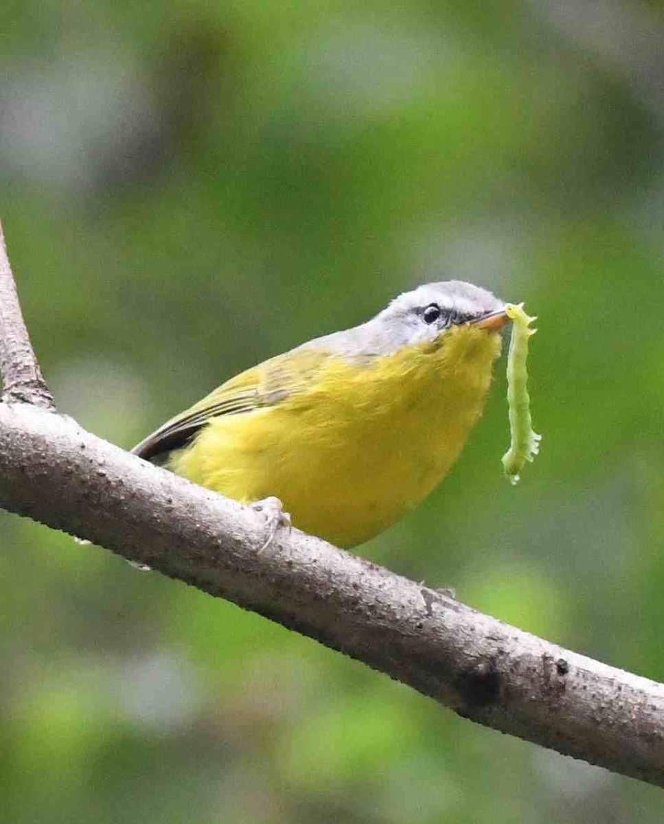 Gray-hooded Warbler - ML492278021