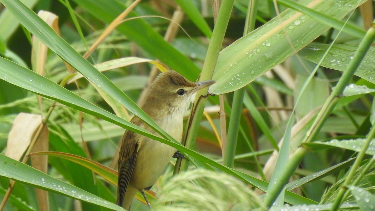 Oriental Reed Warbler - ML492278311