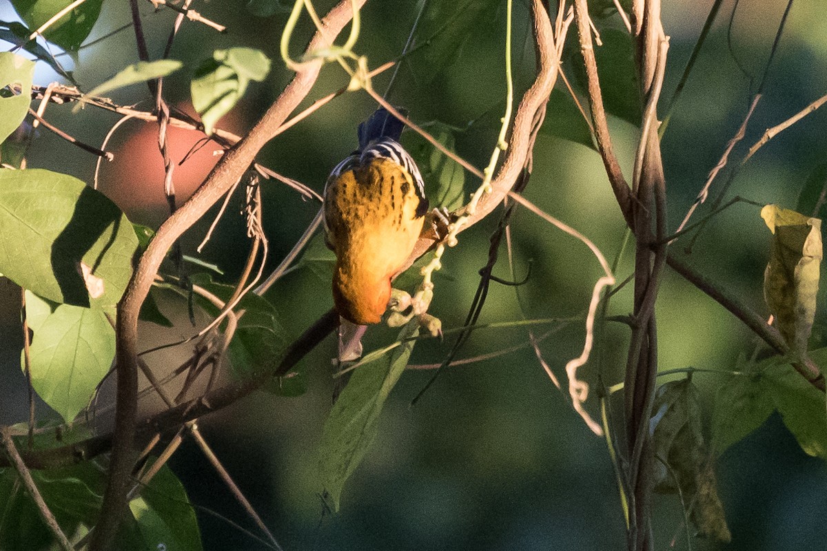 Streak-backed Oriole - ML49227841