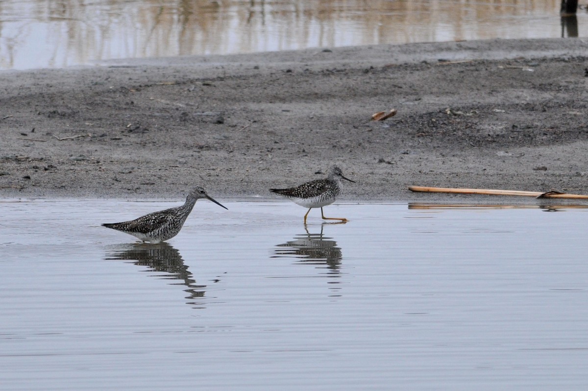 Lesser Yellowlegs - ML49227991