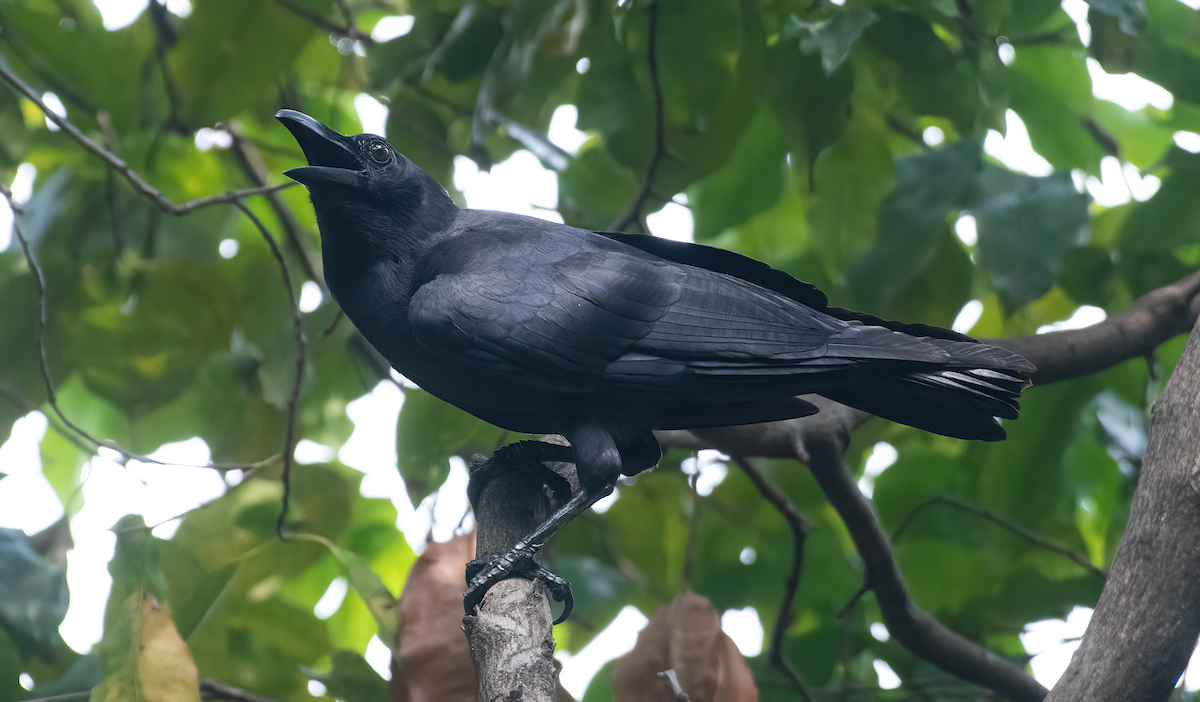 Slender-billed Crow - Leonardus Adi Saktyari