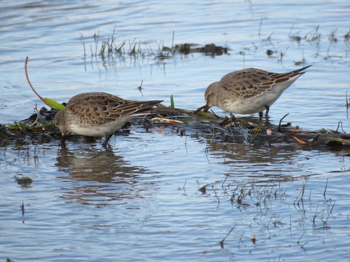 White-rumped Sandpiper - ML492283391