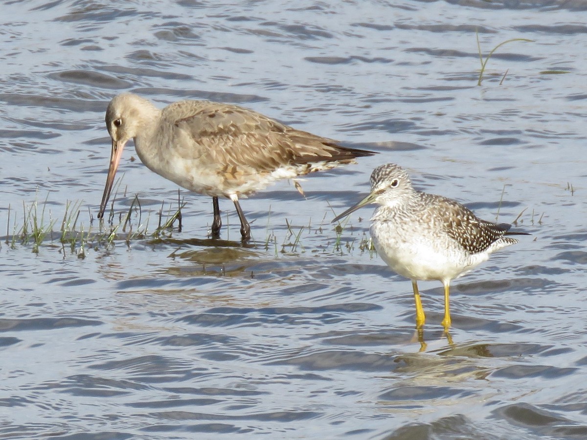 Hudsonian Godwit - ML492283641