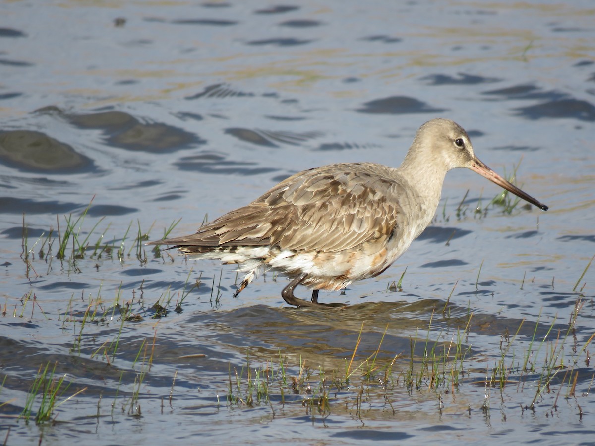 Hudsonian Godwit - ML492283701