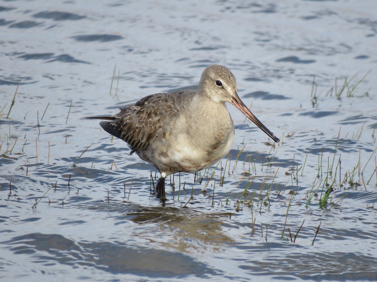 Hudsonian Godwit - ML492283771