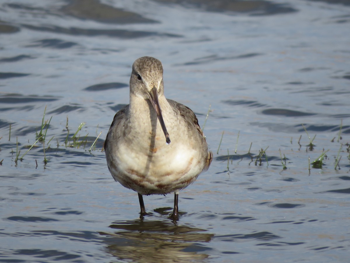 Hudsonian Godwit - ML492283781