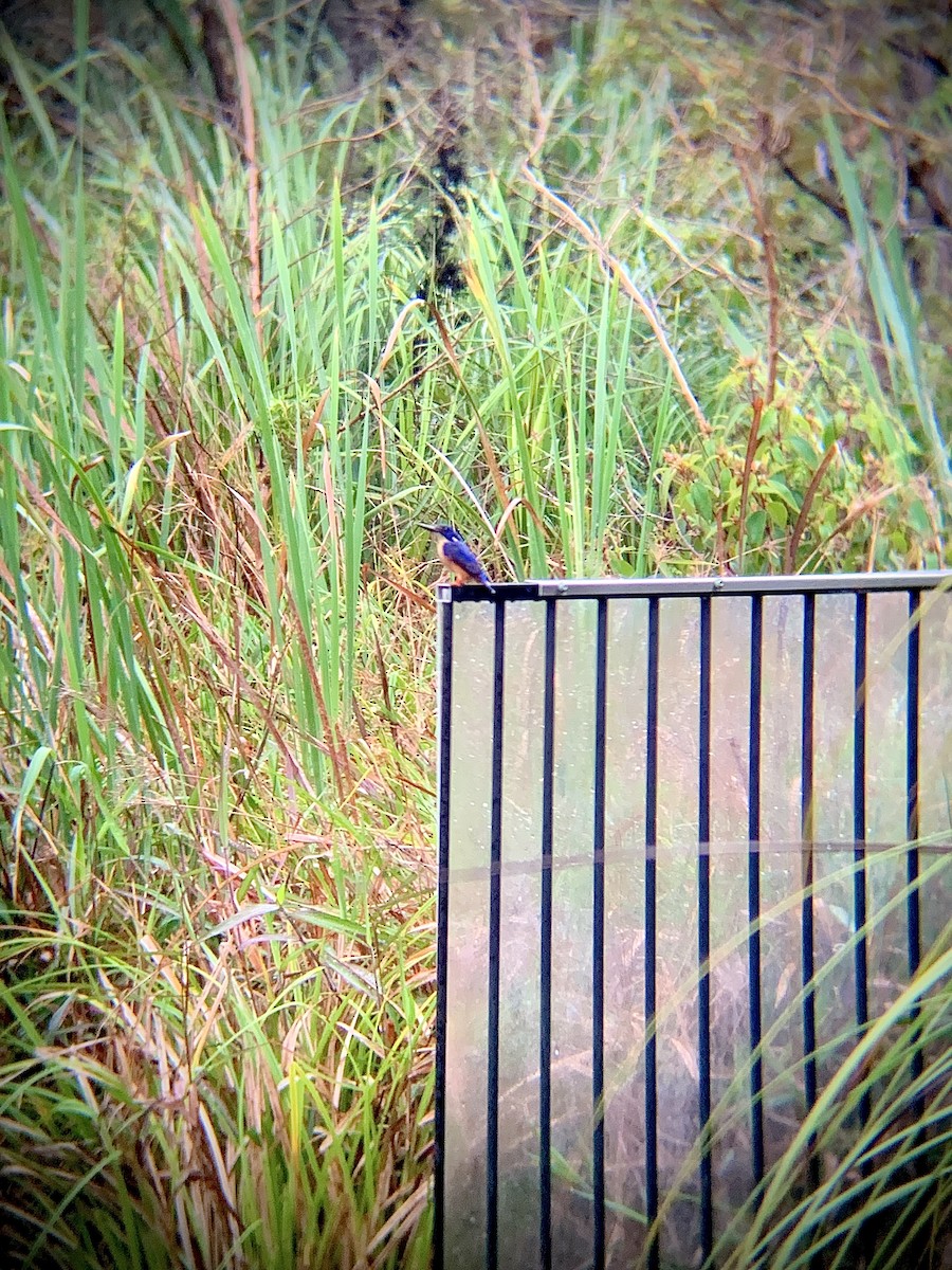 Azure Kingfisher - ML492284641