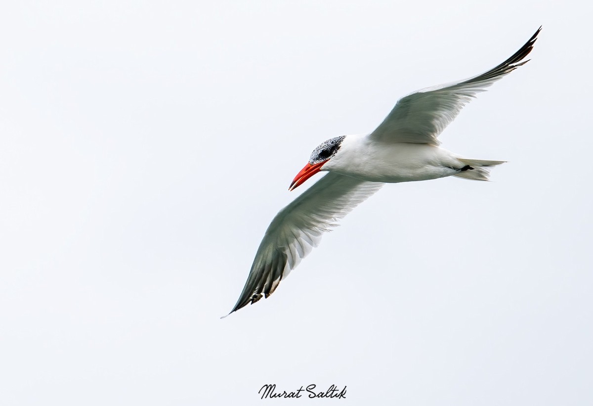 Caspian Tern - ML492285021