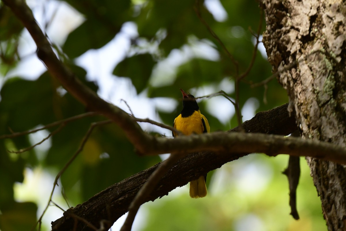 Black-hooded Oriole - JENNY JOHNY SOLOMAN SAMUEL