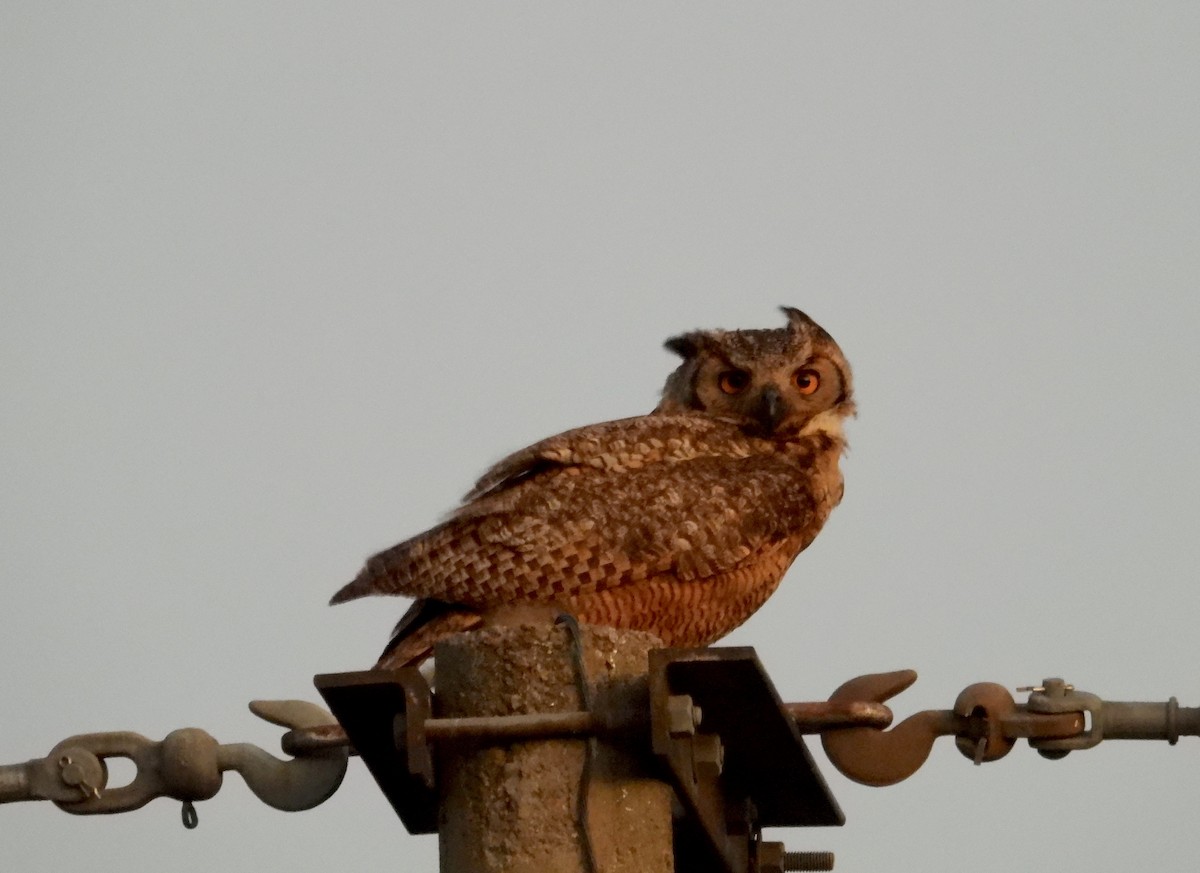 Great Horned Owl - ML492287581