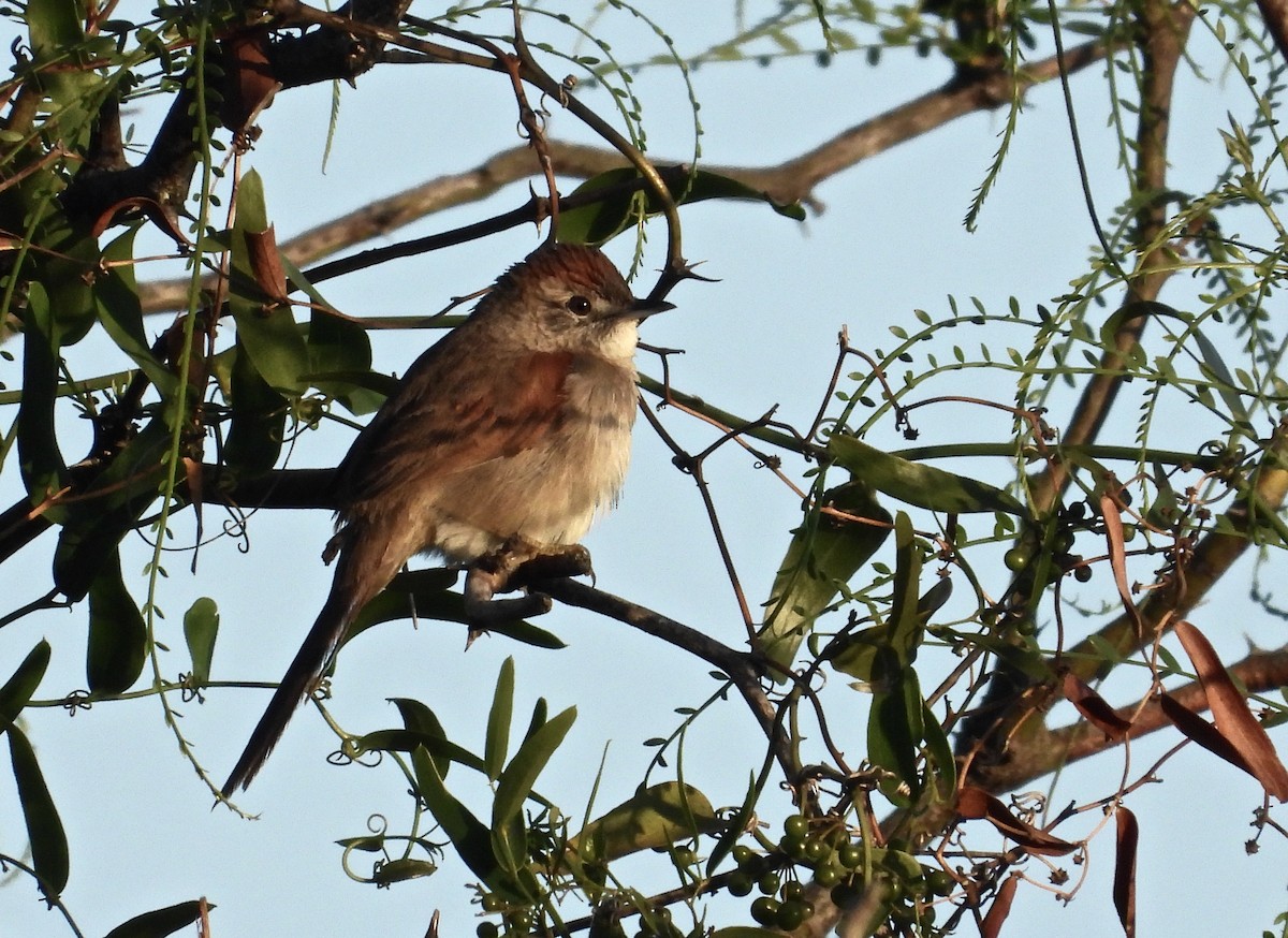 Pale-breasted Spinetail - ML492287821