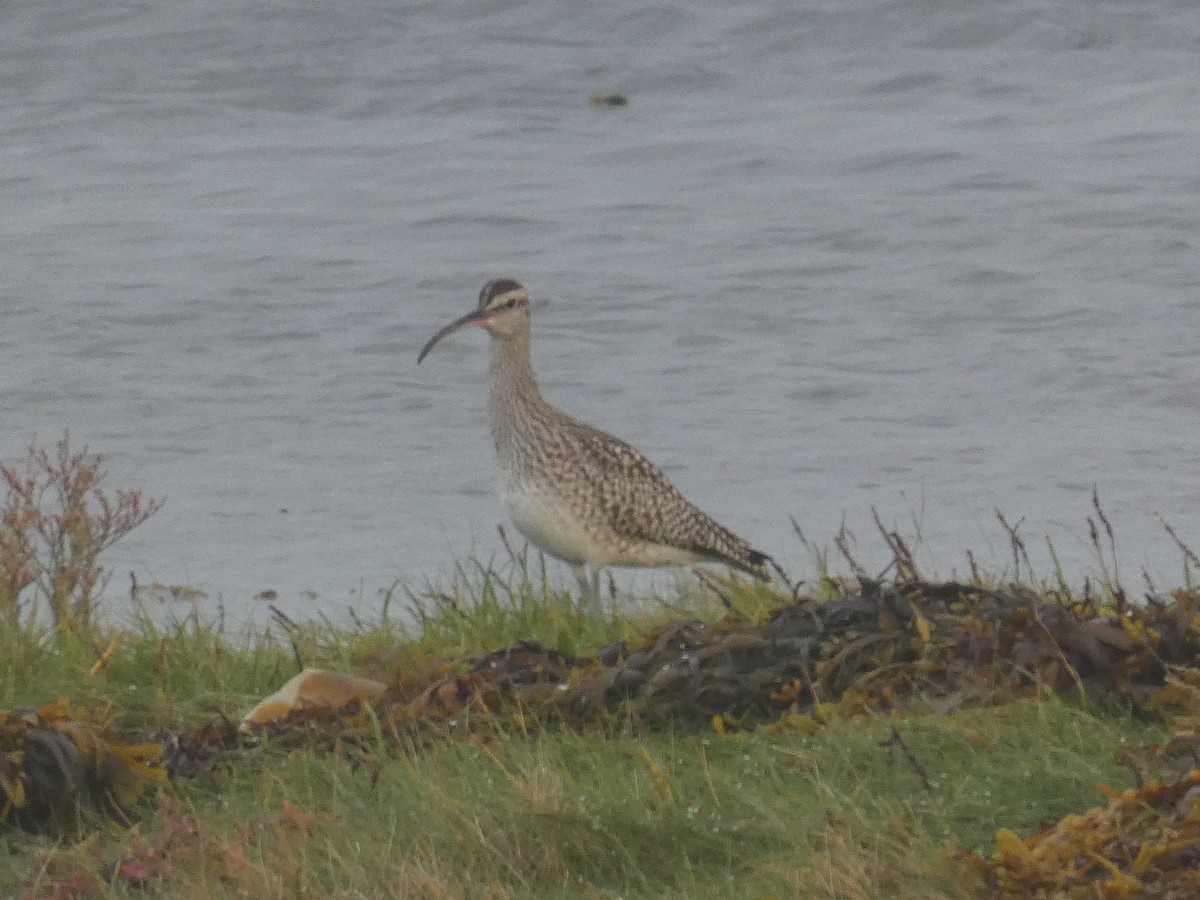 Whimbrel - Seán Holland