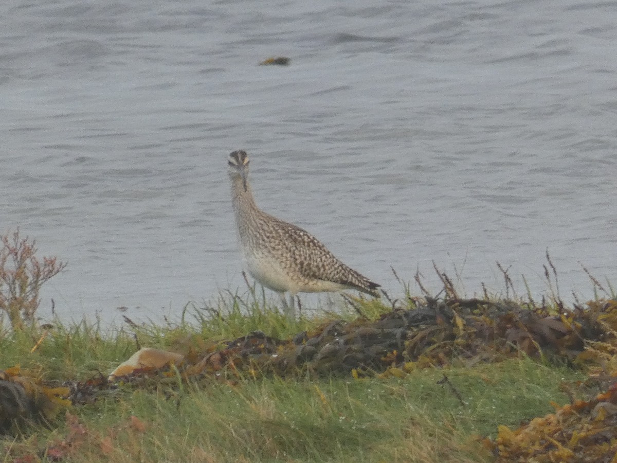 Whimbrel - ML492288051