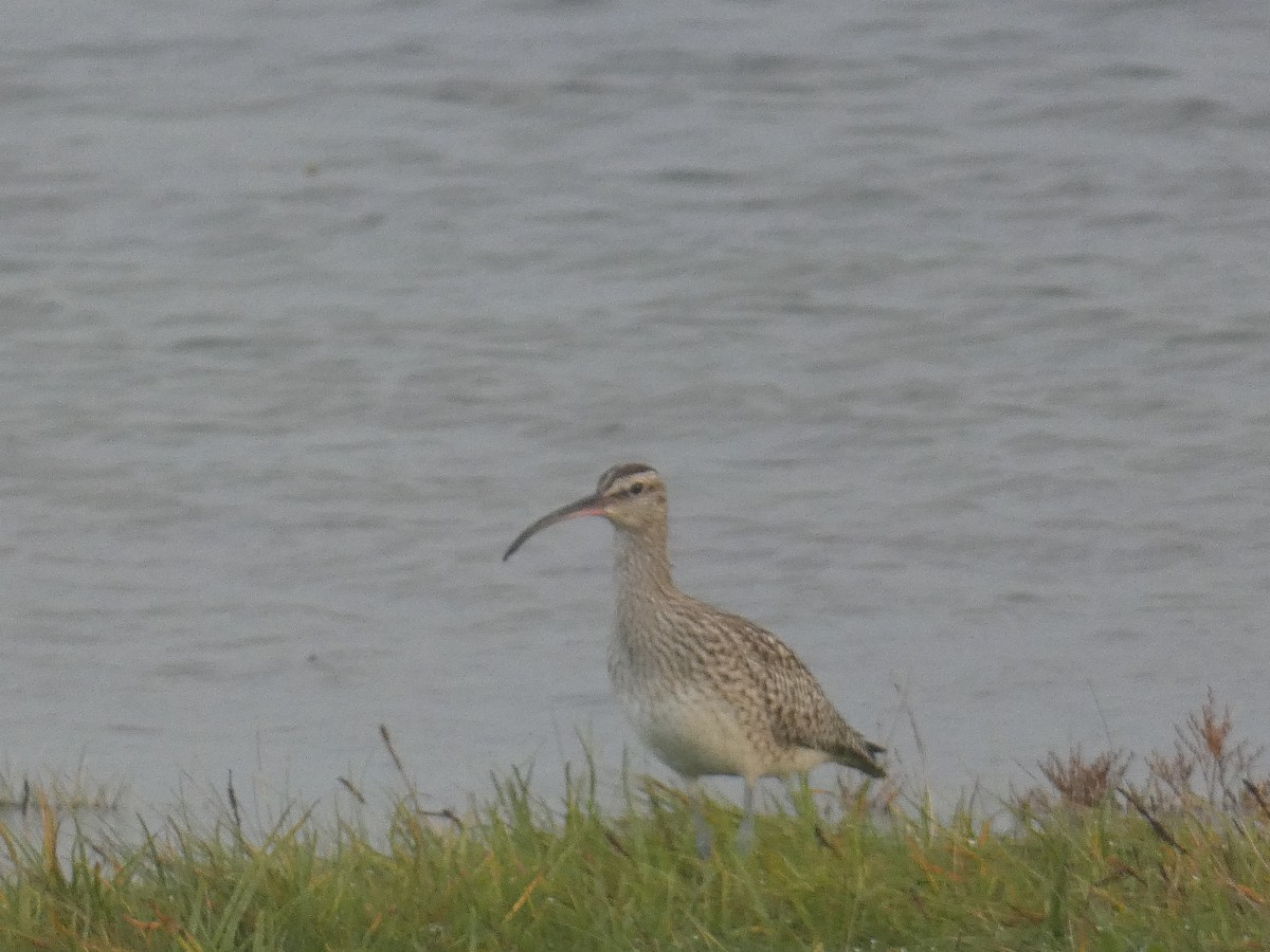 Whimbrel - ML492288111