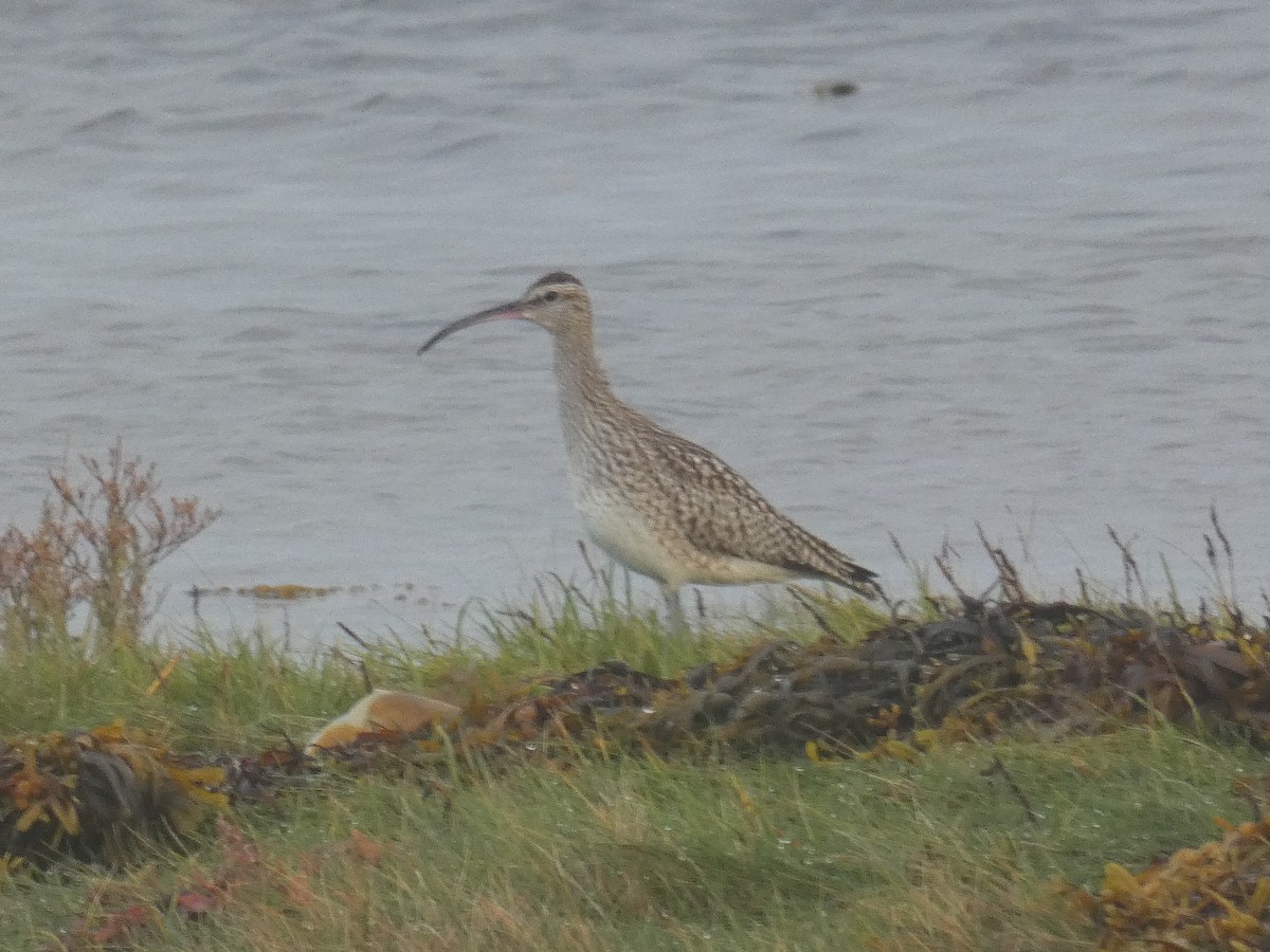 Whimbrel - ML492288121