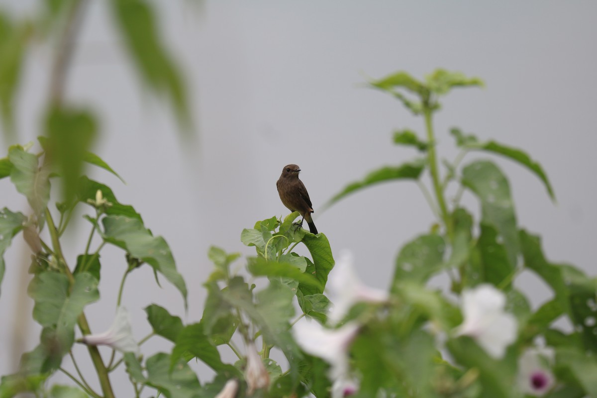 Pied Bushchat - ML492288201