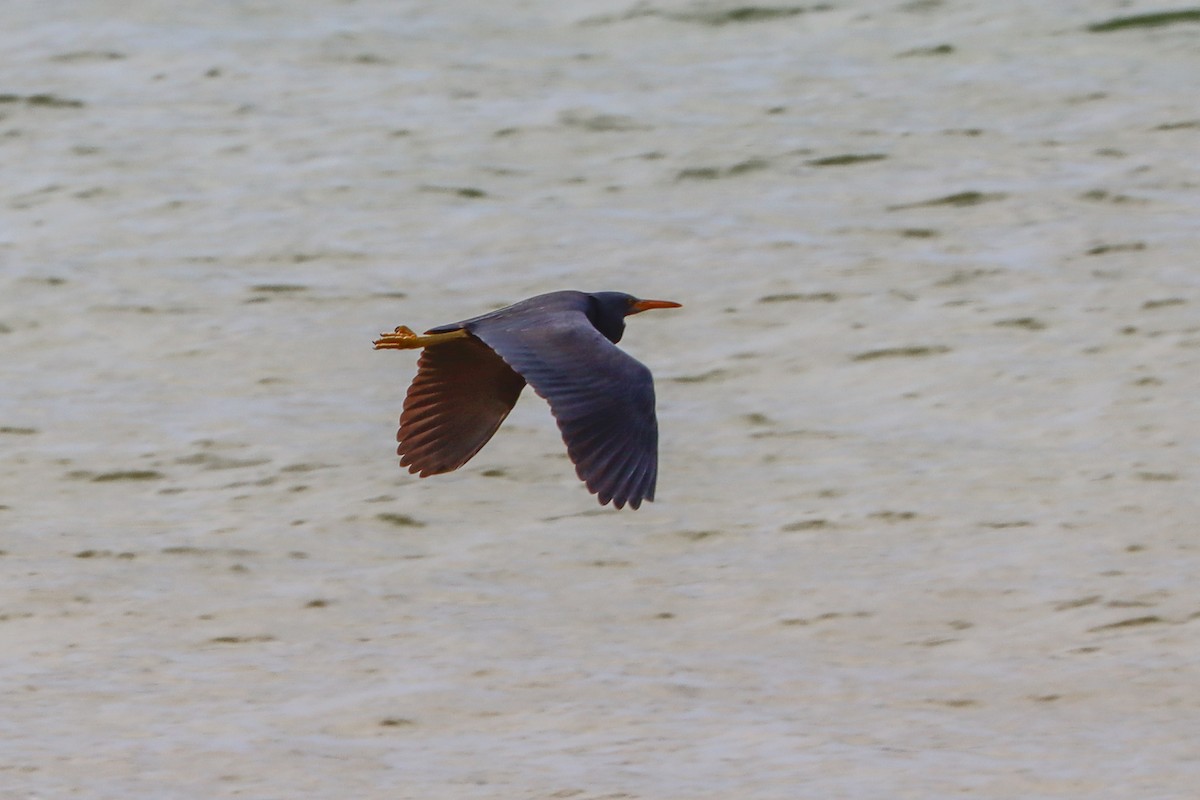 Pacific Reef-Heron - Darcy Whittaker