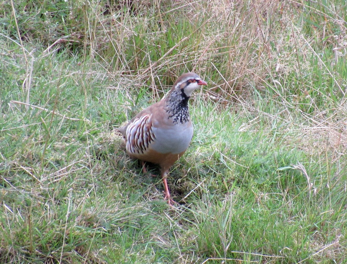 Red-legged Partridge - ML492288461