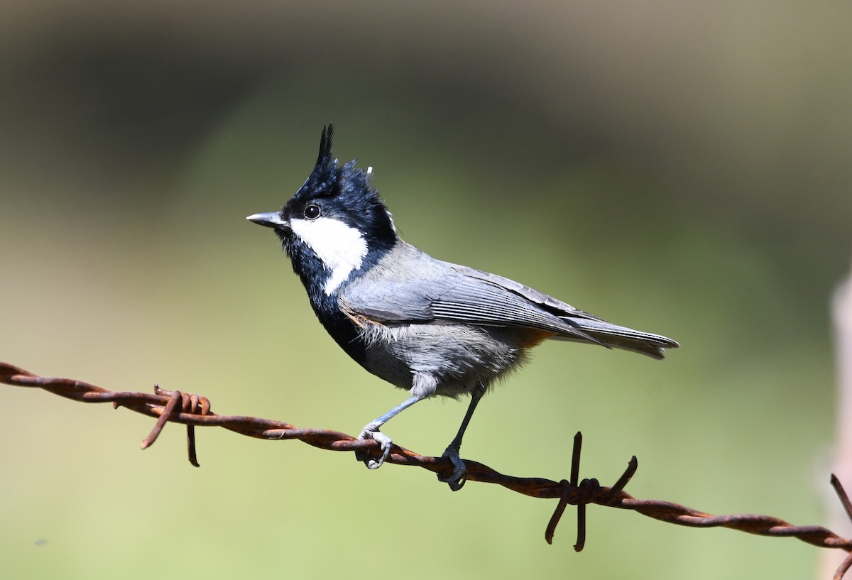 Rufous-naped Tit - ML492289081