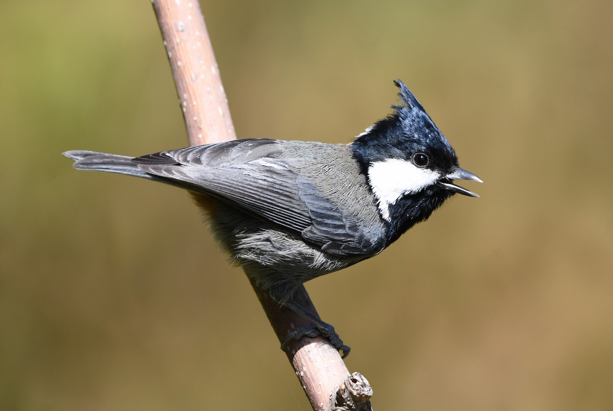 Rufous-naped Tit - ML492289231