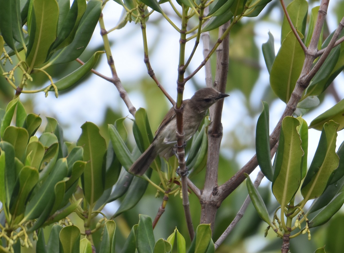 Gray Whistler (Brown) - ML492289581