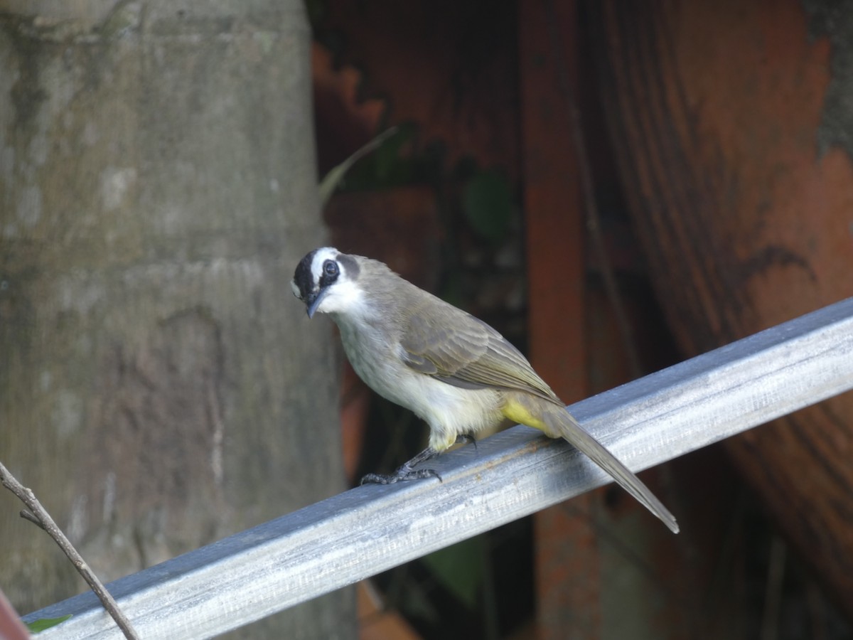 Yellow-vented Bulbul - ML492291171