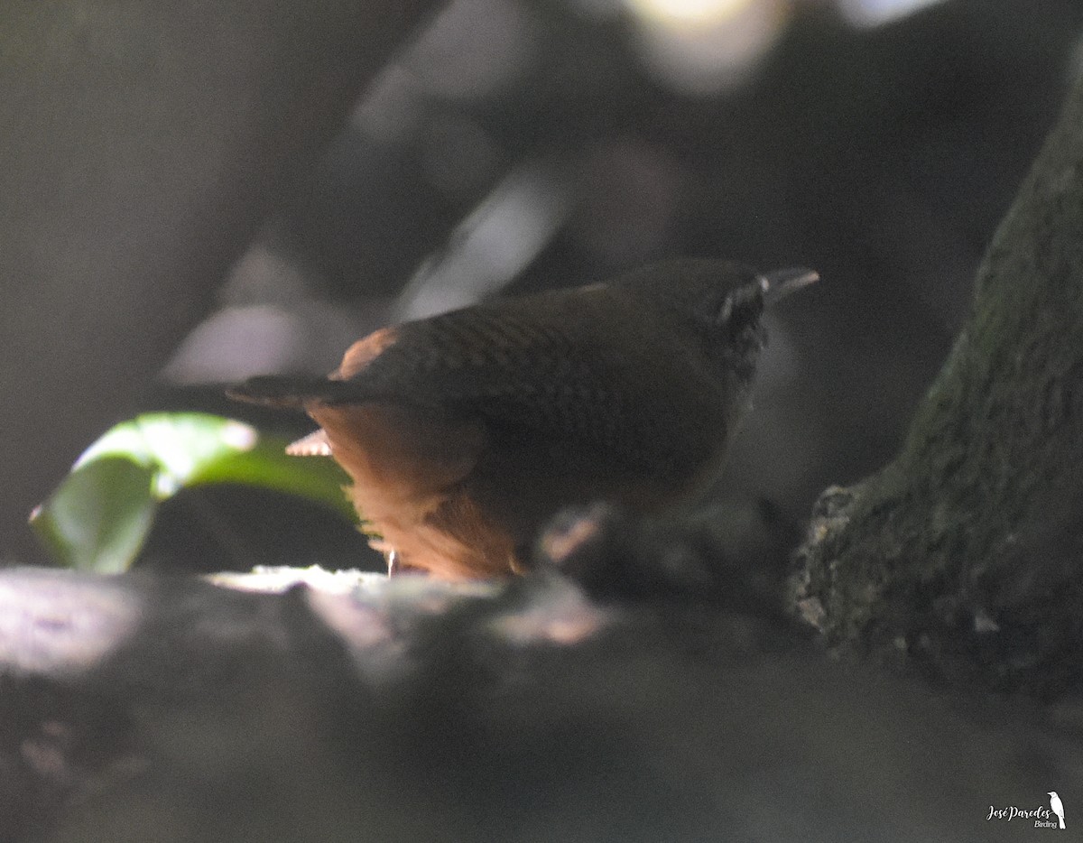 Buff-breasted Wren - José Maria Paredes