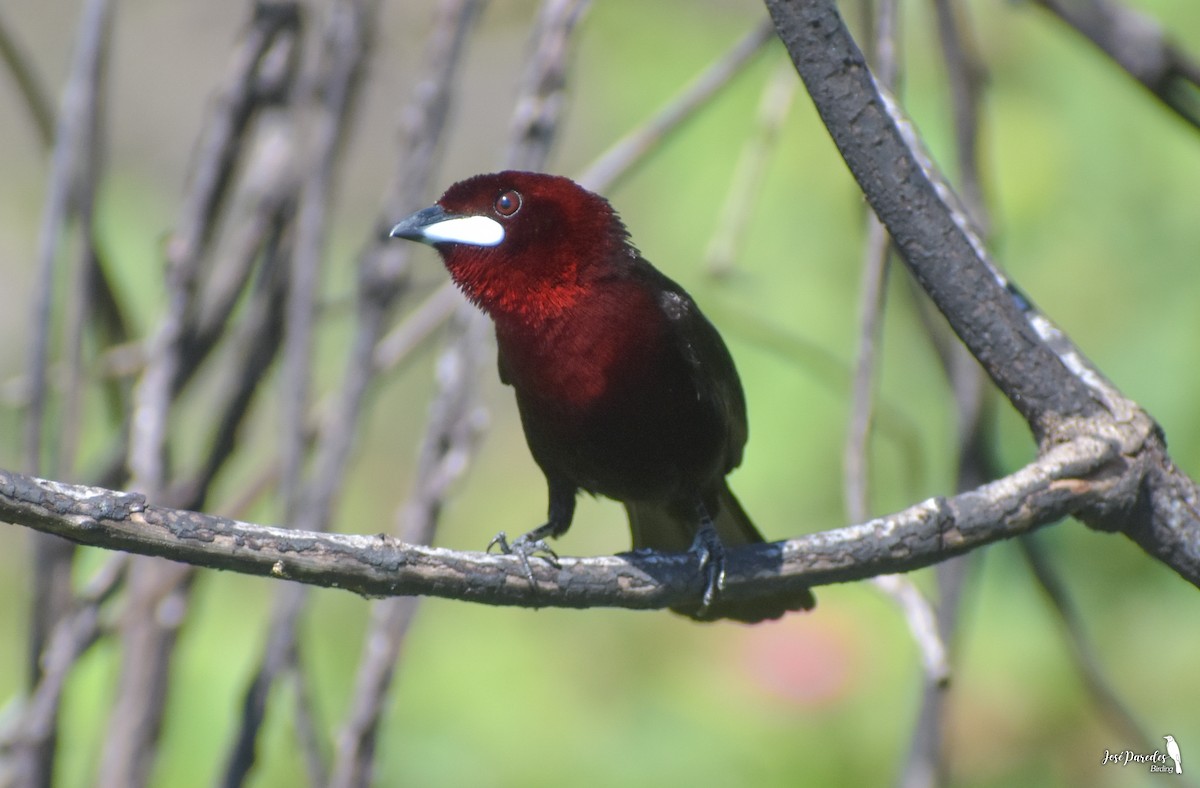 Silver-beaked Tanager - José Maria Paredes