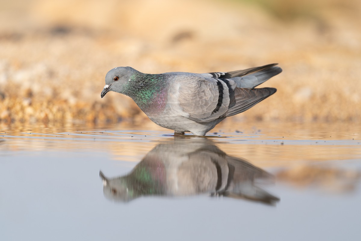 Rock Pigeon (Wild type) - Jérémy Calvo