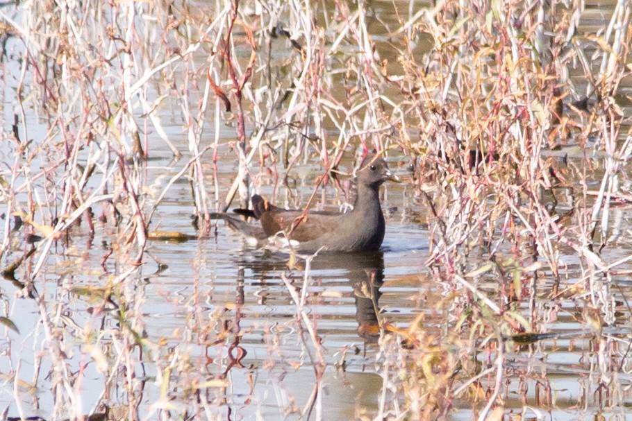 Gallinule poule-d'eau - ML492294191