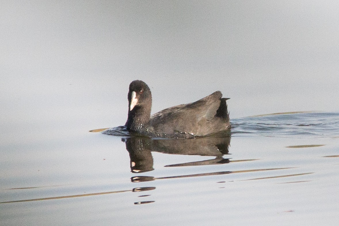 Eurasian Coot - ML492294211