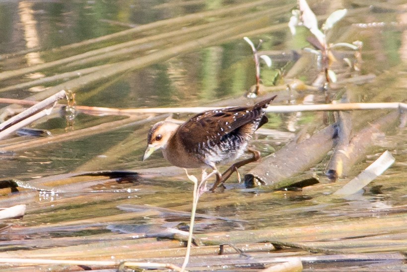 Baillon's Crake - ML492294241