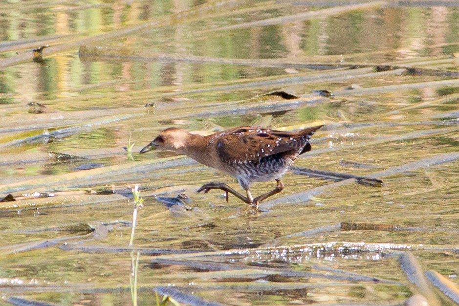 Baillon's Crake - ML492294251