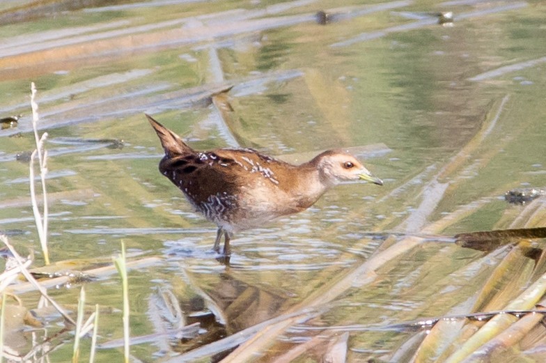 Baillon's Crake - ML492294261