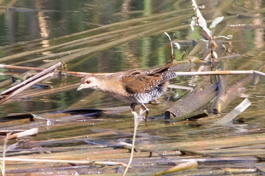 Baillon's Crake - Relisa Granovskaya