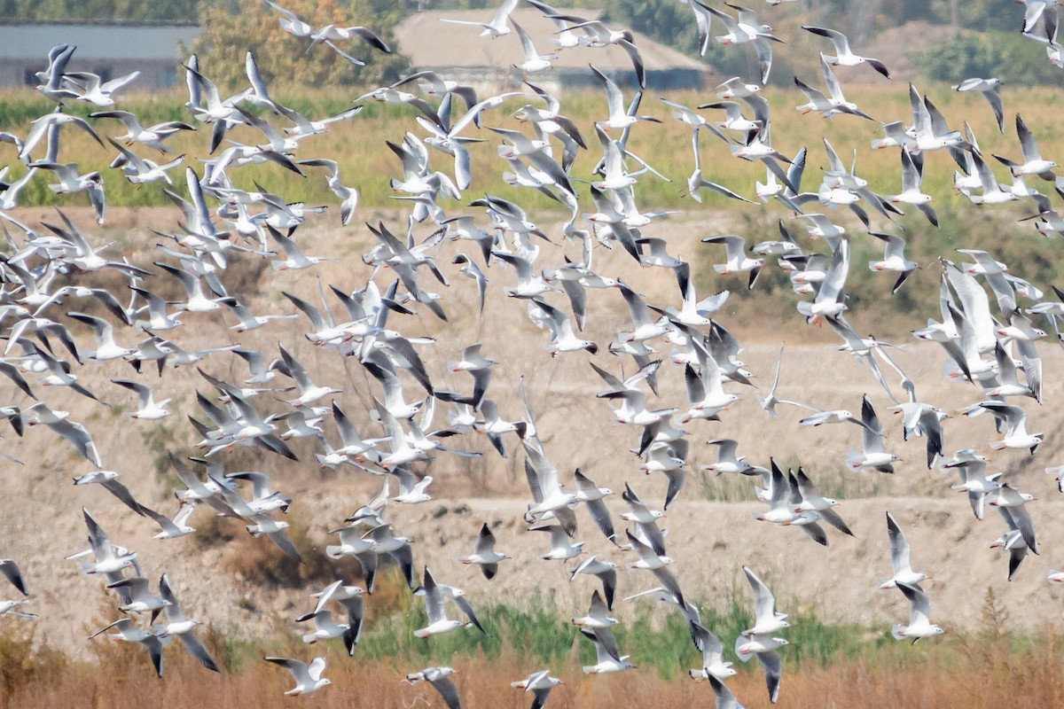 Black-headed Gull - ML492294281