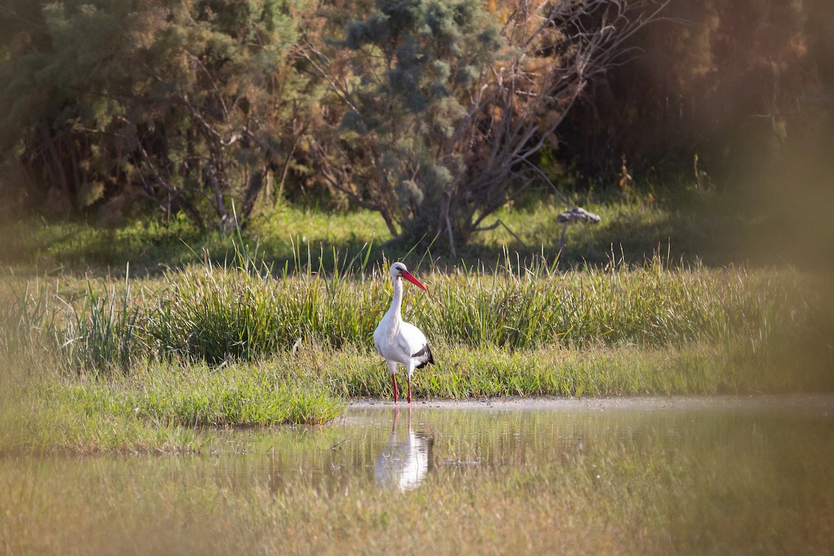 White Stork - ML492294291