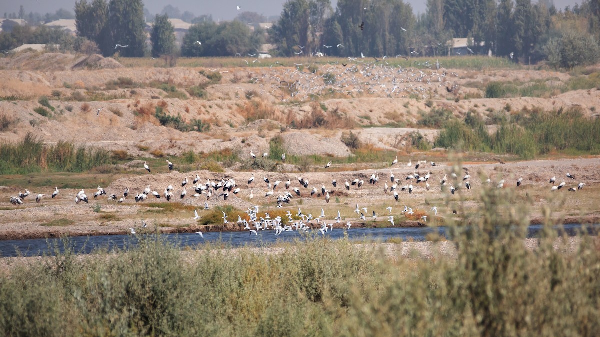 White Stork - ML492294301