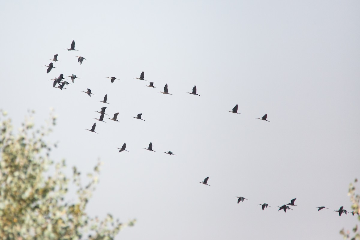 Glossy Ibis - ML492294341