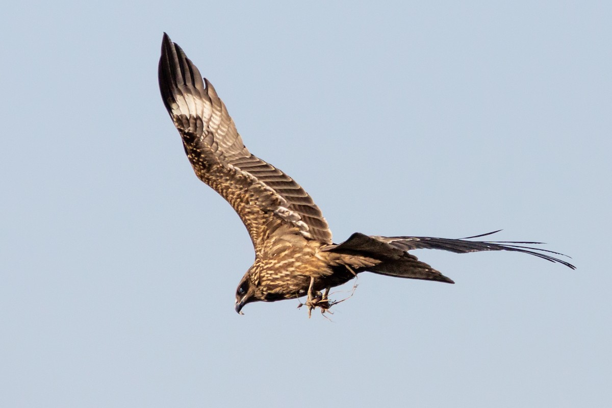 Black Kite - ML492294361